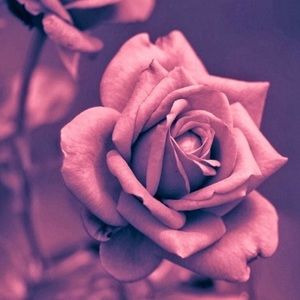 Meet your Posher, Destiny